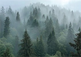 Fotótapéta Erdő A Ködben Fák 3D Természet Falra Hálószoba Nappali 250x175