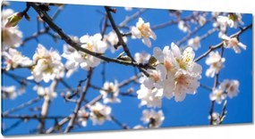 Vászonkép 115x55 Almafa virág