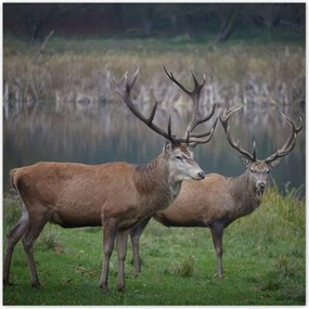 Poszterek 140x140 Szarvasok a természetben Rét