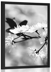 Poszter cseresznye virág fekete fehérben