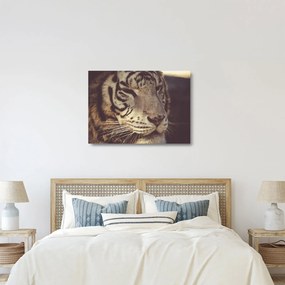 Tigris képe (üvegen) (70x50 cm)