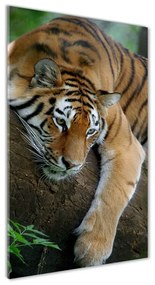 Üvegkép Tiger a fán osv-4289086