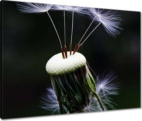 Vászonkép 80x60 Pitypang Virág Virágok