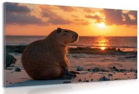 Kép kapibara a naplementében