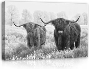 Vászonkép 120x80 Hegyi tehenek tél fagy természet állatok nyugalom Skócia