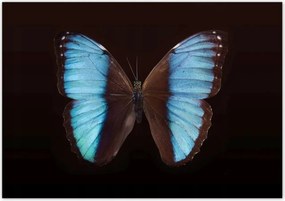 Poszterek 100x70 Kék pillangó