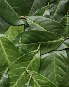 Poszter 40x50cm Zöld levelek, Assaf Frank