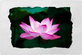 Poszterek 90x60 Lótuszvirág