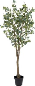 Eukaliptusz műnövény (magasság 173 cm) Eucalyptus – Ixia