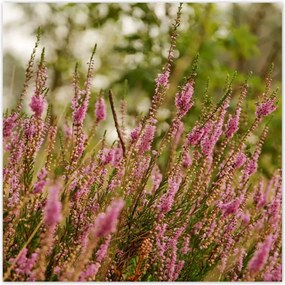 Poszter 70x70 Hanga virágok lila