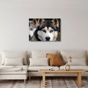 Husky kutya kép (üvegen) (70x50 cm)