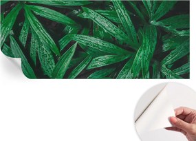 Matt öntapadós fotótapéta falra Természetes zöld 250x104 cm