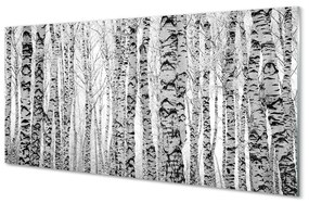 Akrilkép Fekete-fehér nyír 120x60 cm
