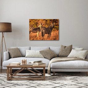 Zebrák képe (70x50 cm)