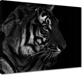 Vászonkép 50x40 Tigris