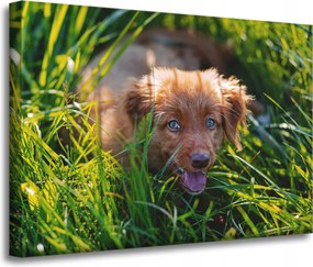 Vászonkép Állatok Kutya a fűben 70x50 cm