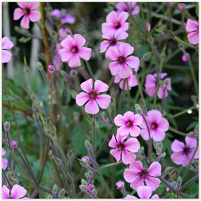 Poszterek 140x140 Lila virágok