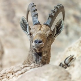 Poszter 80x80cm Nubiana Ibex 5, Assaf Frank