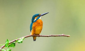 Művészeti fotózás kingfisher, Yaorusheng, (40 x 24.6 cm)