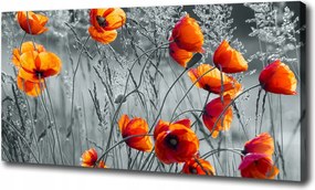 Canvas falikép Mezei pipacs 120x60 cm