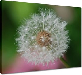 Vászonkép 50x40 Pitypang Virág Virágok