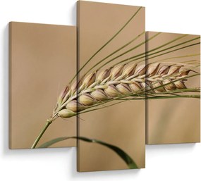 Kép - Búza (90x60 cm)