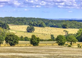 Poszter 84x59,5cm Szénaláb a mezőkön, Assaf Frank