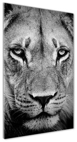 Üvegkép Portré egy oroszlán osv-39012933