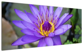 Kép - Lila virág (120x50 cm)