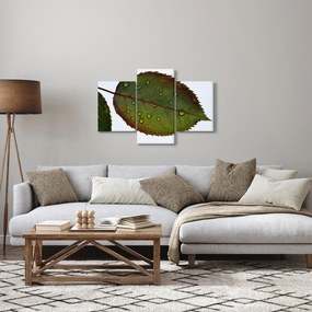 Kép - Rózsalevél (90x60 cm)