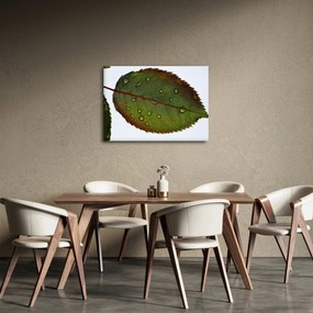 Kép - Rózsalevél (70x50 cm)
