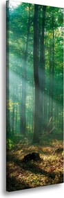 Vászonkép Erdő Fák Nap sugarai 40x120 cm