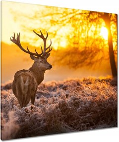 Vászonkép 80x80 Szarvas naplementekor