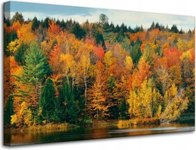 Vászonkép Színes Levelek Fák Ősz Természet 80x50 cm