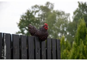 Poligyanta kerti szobor Hen – Esschert Design