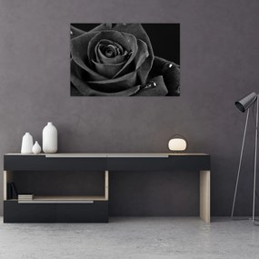 Kép - Bíborvörös rózsa (90x60 cm)