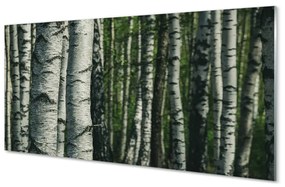 Akrilkép nyírfa erdő 100x50 cm