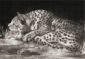 Fotótapéta Flizelin Dekoratív Hálószoba Leopárd Pihenő 208x146