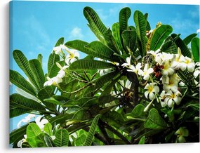 Kép - Plumeria (70x50 cm)