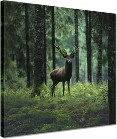 Vászonkép 30x30 Szarvas Erdő Tájkép