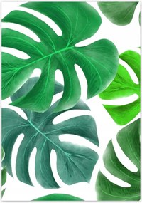 Poszterek 70x100 Levelek Monstery Trópusok