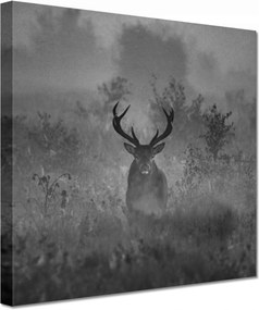 Vászonkép 60x60 Szarvas a ködben