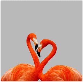 Poszterek 140x140 Szerelmes pelikánok