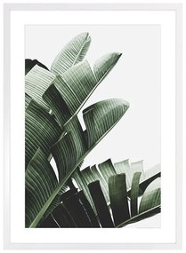Banana leaf II. kép