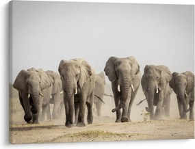 Kép - Elefántcsorda (70x50 cm)