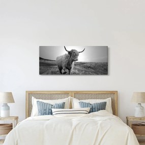 Kép - Skót tehén, fekete-fehér (120x50 cm)