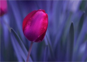 Tulipán bimbó képe (üvegen) (70x50 cm)