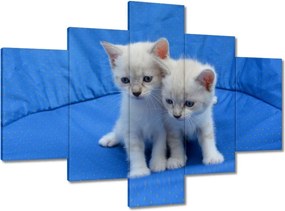 Vászonkép 100x70 Aranyos cicák Cicák