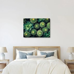 Kép - Kaktuszok (70x50 cm)
