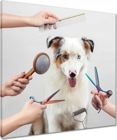 Vászonkép 60x60 Juhászkutya hajvágás